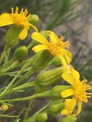 Senecio blochmaniae