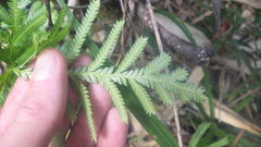 Selaginella polymorpha