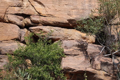 Platysaurus minor