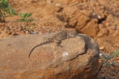 Agama aculeata distanti