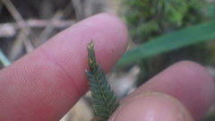 Selaginella polymorpha