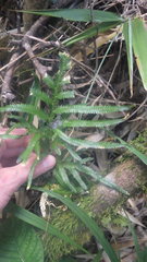 Selaginella polymorpha