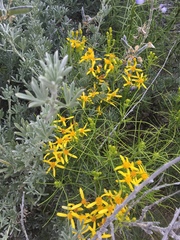 Senecio blochmaniae