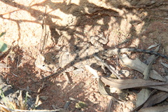 Agama aculeata distanti