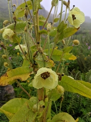 Meconopsis regia