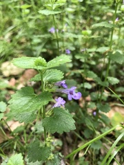 Glechoma hederacea