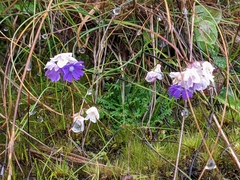 Primula primulina