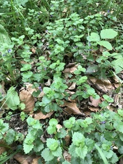 Glechoma hederacea