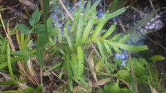 Selaginella polymorpha