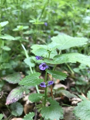 Glechoma hederacea