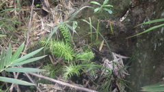 Selaginella polymorpha