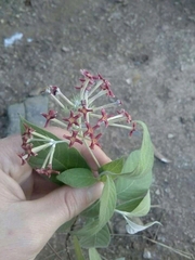 Arachnothryx leucophylla