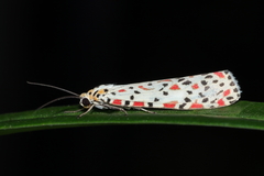 Utetheisa lotrix