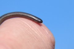 Leptotyphlops distanti