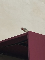 Haemorhous mexicanus