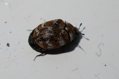 Anthrenus verbasci