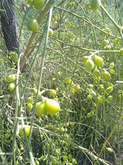 Retama monosperma