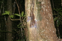 Erebus walkeri