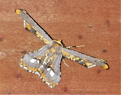 Coenina poecilaria