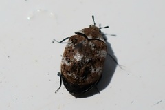 Anthrenus verbasci