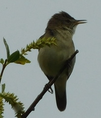 Acrocephalus dumetorum