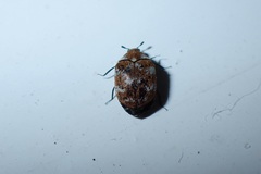 Anthrenus verbasci