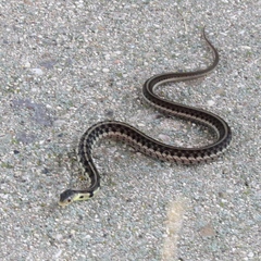 Thamnophis sirtalis semifasciatus