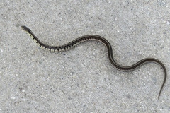 Thamnophis sirtalis semifasciatus