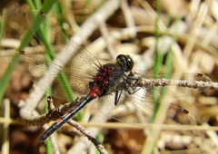 Leucorrhinia rubicunda