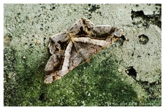 Chiasmia triangulata