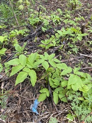 Aegopodium podagraria