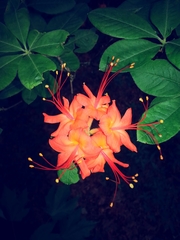 Rhododendron calendulaceum
