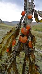 Dendrodoa grossularia