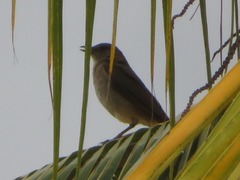 Turdus ignobilis debilis