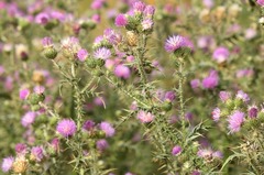 Carduus corymbosus
