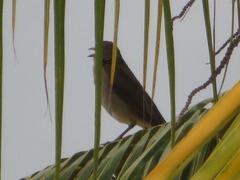 Turdus ignobilis debilis