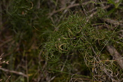 Caustis flexuosa