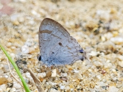 Hypolycaena pahanga