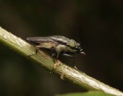 Rhiniinae