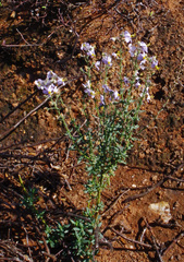 Chaenostoma caeruleum