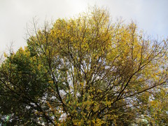 Ulmus minor