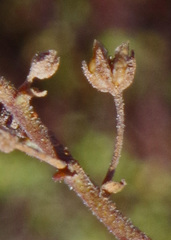 Chaenostoma caeruleum