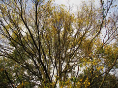 Ulmus minor