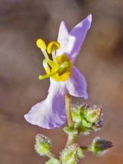 Chaenostoma caeruleum