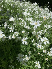 Angiospermae