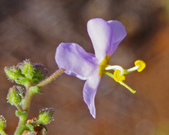 Chaenostoma caeruleum