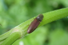 Athous haemorrhoidalis