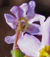 Chaenostoma caeruleum