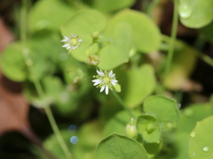 Drymaria villosa