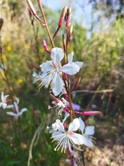 Oenothera lindheimeri